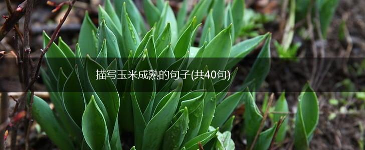 描写玉米成熟的句子(共40句),第1张