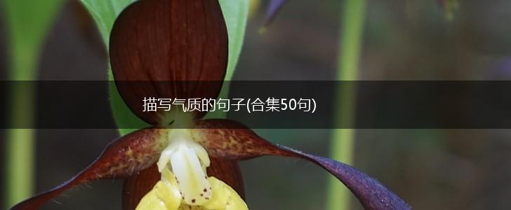 描写气质的句子(合集50句),第1张