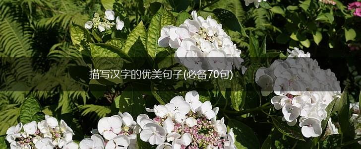 描写汉字的优美句子(必备70句),第1张