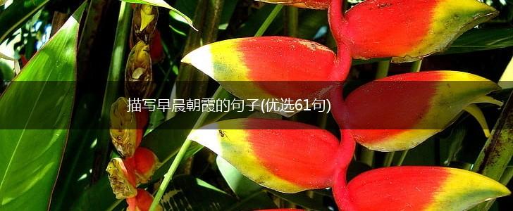 描写早晨朝霞的句子(优选61句),第1张