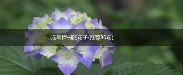描写樟树的句子(推荐30句),第1张