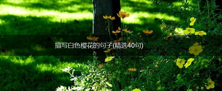 描写白色樱花的句子(精选40句),第1张