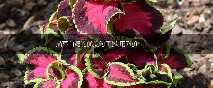 描写白鹭的优美句子(实用7句),第1张