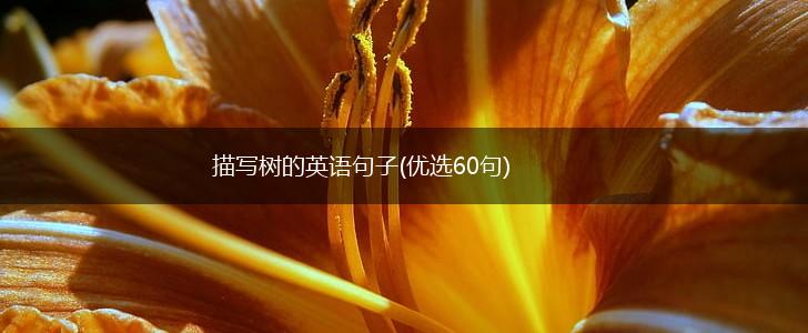 描写树的英语句子(优选60句),第1张
