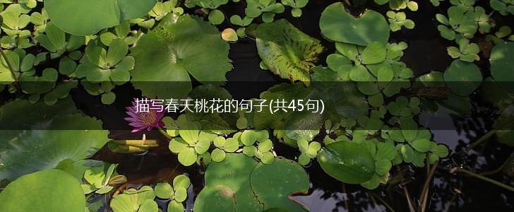 描写春天桃花的句子(共45句),第1张