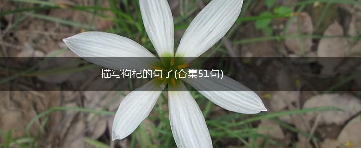 描写枸杞的句子(合集51句),第1张