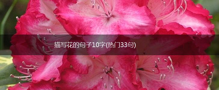 描写花的句子10字(热门33句),第1张