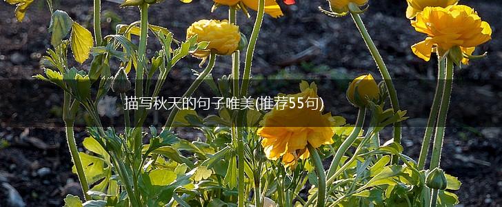 描写秋天的句子唯美(推荐55句),第1张