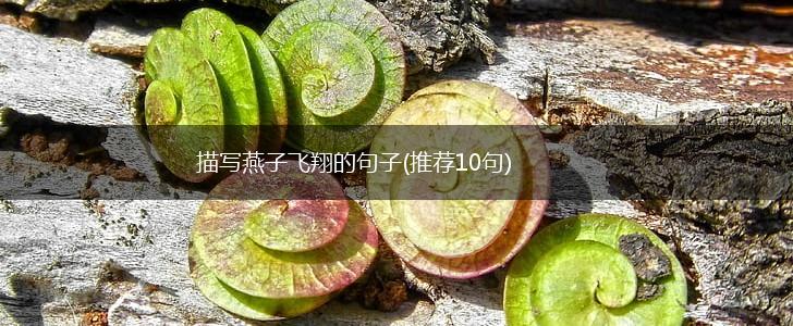 描写燕子飞翔的句子(推荐10句),第1张