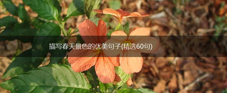 描写春天景色的优美句子(精选60句),第1张
