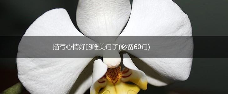 描写心情好的唯美句子(必备60句),第1张