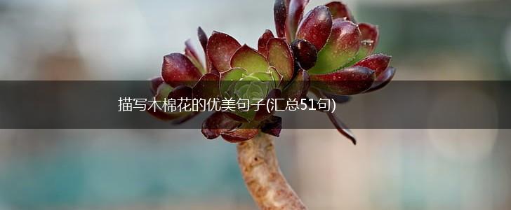 描写木棉花的优美句子(汇总51句),第1张