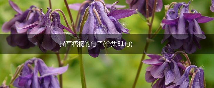 描写梧桐的句子(合集51句),第1张