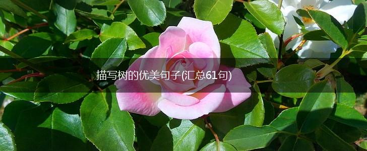 描写树的优美句子(汇总61句),第1张