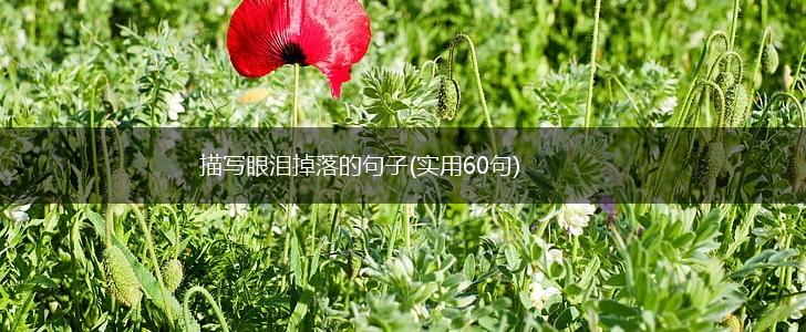 描写眼泪掉落的句子(实用60句),第1张