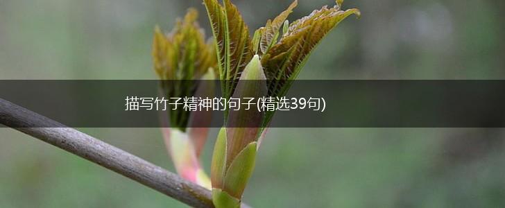 描写竹子精神的句子(精选39句),第1张
