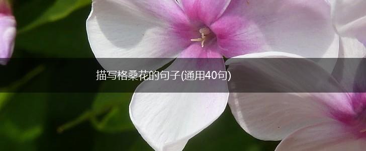 描写格桑花的句子(通用40句),第1张