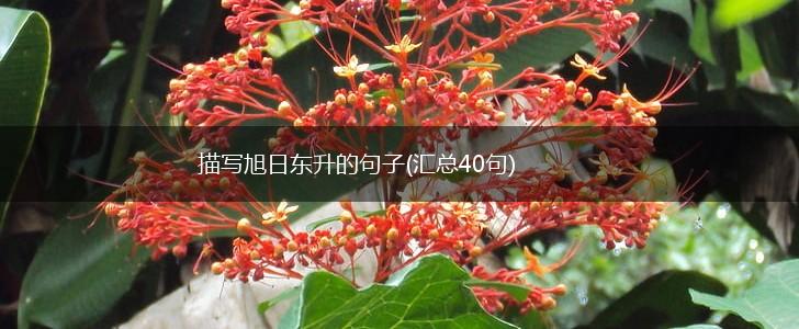 描写旭日东升的句子(汇总40句),第1张