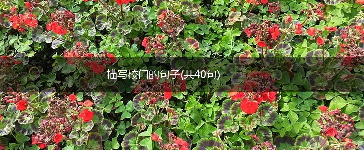 描写校门的句子(共40句),第1张