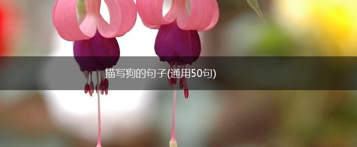 描写狗的句子(通用50句),第1张