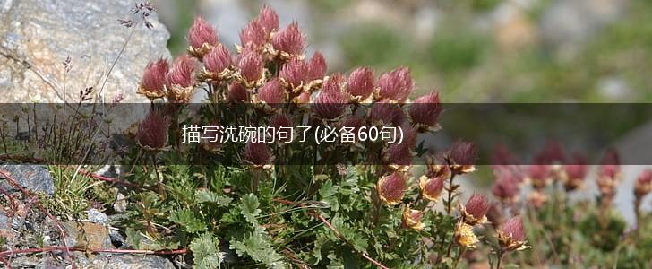 描写洗碗的句子(必备60句),第1张