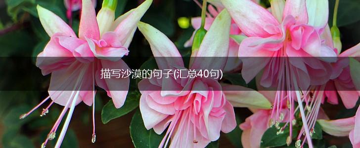 描写沙漠的句子(汇总40句),第1张