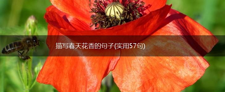 描写春天花香的句子(实用57句),第1张