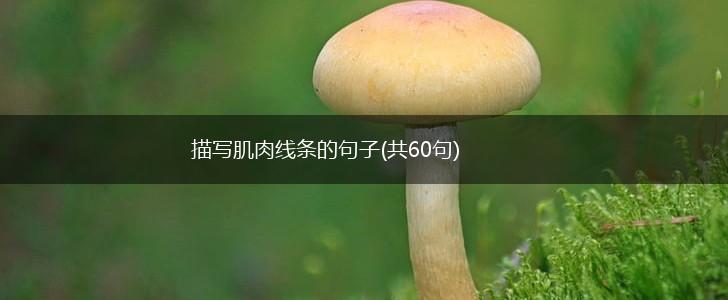 描写肌肉线条的句子(共60句),第1张