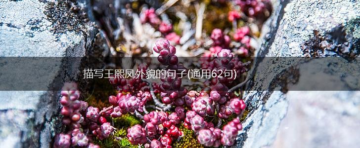 描写王熙凤外貌的句子(通用62句),第1张