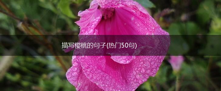 描写樱桃的句子(热门50句),第1张