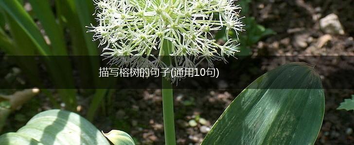 描写榕树的句子(通用10句),第1张