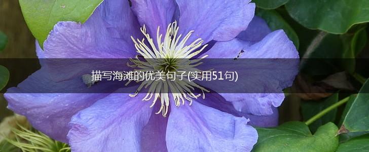 描写海滩的优美句子(实用51句),第1张