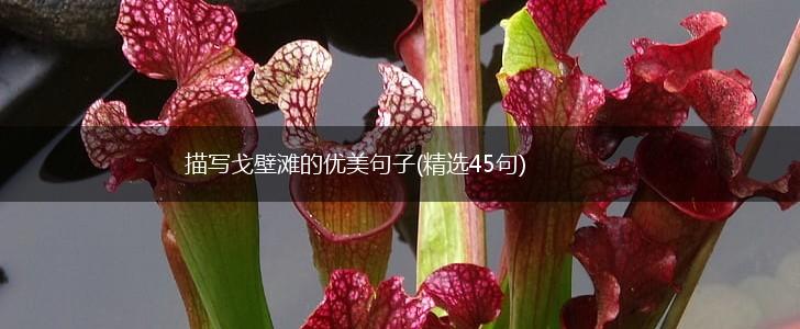 描写戈壁滩的优美句子(精选45句),第1张
