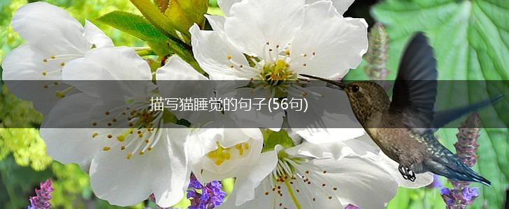 描写猫睡觉的句子(56句),第1张