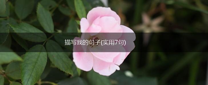描写我的句子(实用7句),第1张