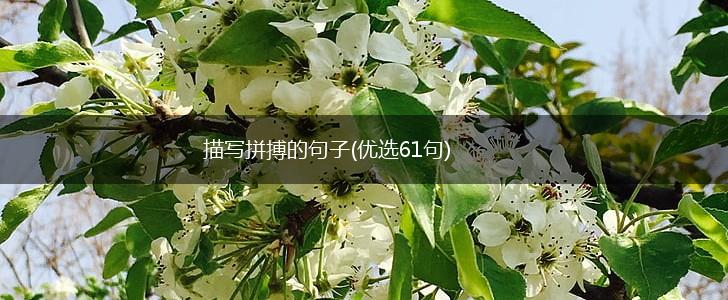 描写拼搏的句子(优选61句),第1张