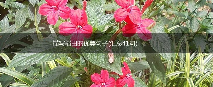 描写稻田的优美句子(汇总41句),第1张