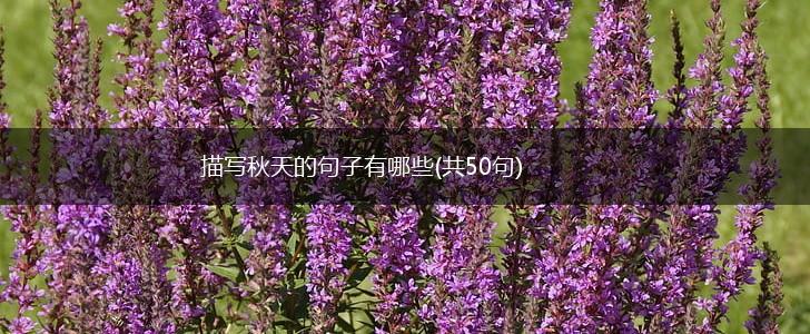 描写秋天的句子有哪些(共50句),第1张