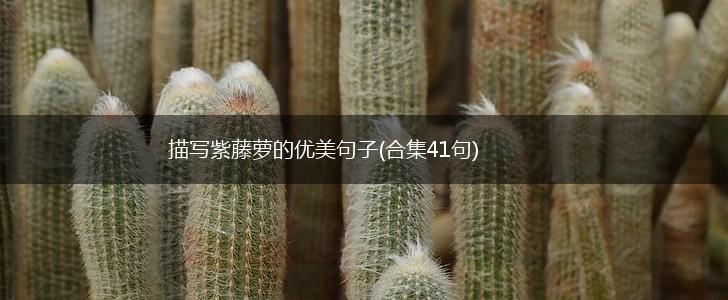 描写紫藤萝的优美句子(合集41句),第1张