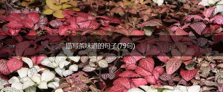 描写茶味道的句子(79句),第1张
