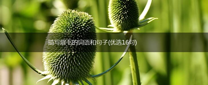 描写眉毛的词语和句子(优选16句),第1张