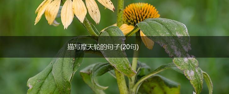描写摩天轮的句子(20句),第1张