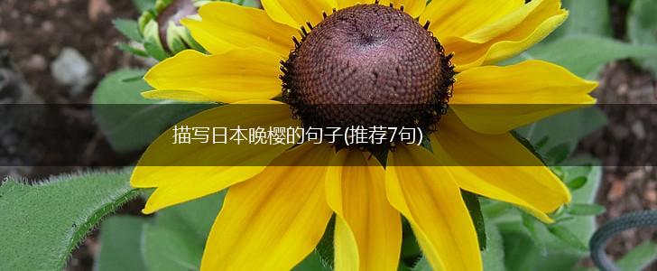 描写日本晚樱的句子(推荐7句),第1张