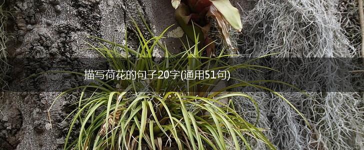 描写荷花的句子20字(通用51句),第1张