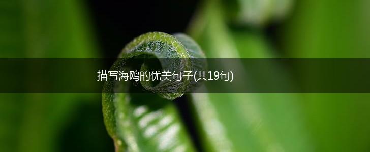 描写海鸥的优美句子(共19句),第1张
