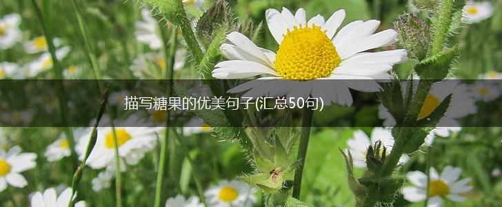 描写糖果的优美句子(汇总50句),第1张