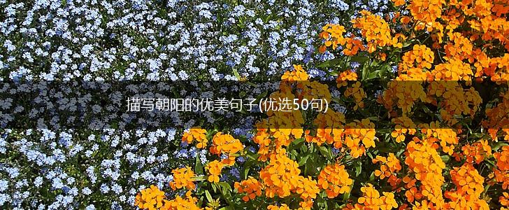 描写朝阳的优美句子(优选50句),第1张
