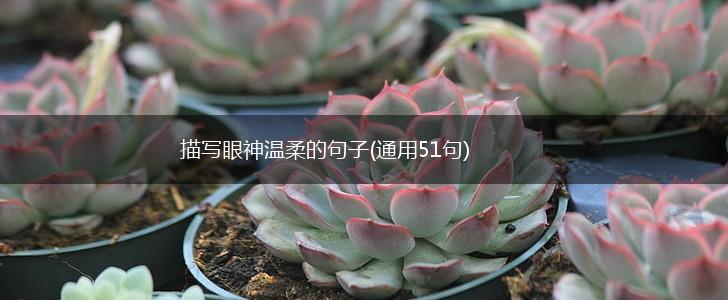 描写眼神温柔的句子(通用51句),第1张