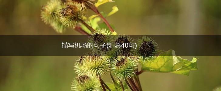 描写机场的句子(汇总40句),第1张