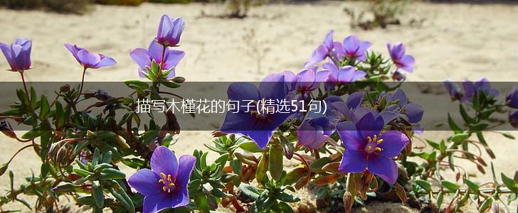描写木槿花的句子(精选51句),第1张